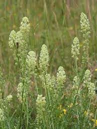 Mignonette Plant Seeds for Planting - 100 pcs